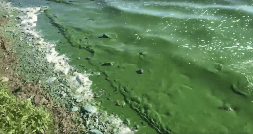 polluted lake horowhenua