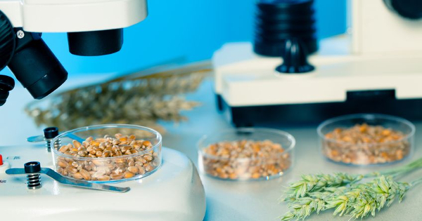 New Meta-Analysis Reveals Extensive Phenotypic Differences Between GMO and Non-GMO Cultivated Plants