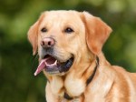 labrador dog