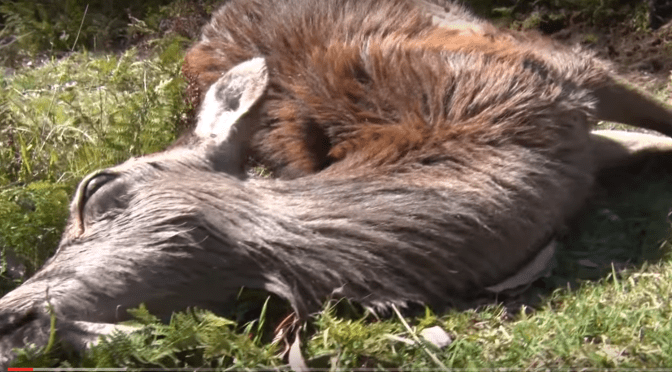 In 1992, a NZ farmer who had not consented to a 1080 drop on his farm, lost 70 deer after a helicopter bucket ‘malfunctioned’ it was claimed