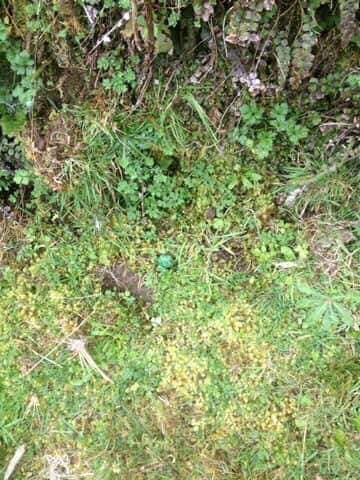 41572290_10156030812918732_1609354710014230528_n