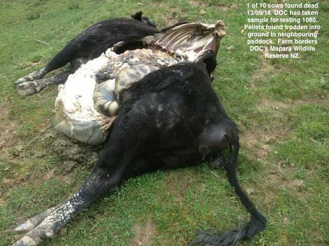 41616361_10156031257528732_3153278642700681216_n