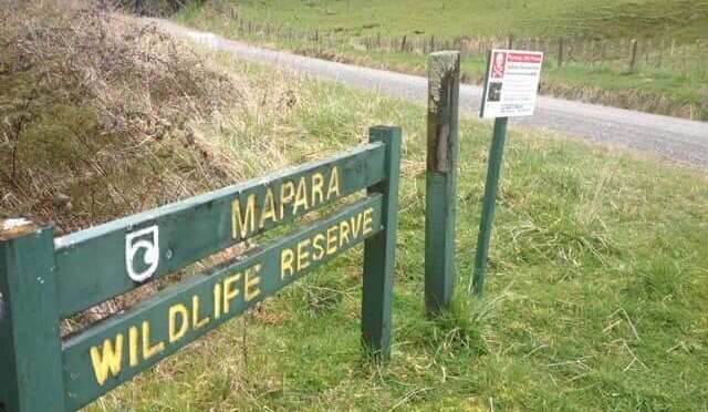 DoC’s latest by-kill – 10 cows poisoned by 1080, 13 Sept, 2018, bees feeding on carcasses