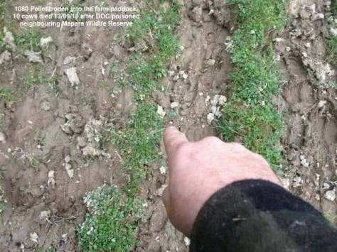 41663768_10156031249873732_8951582559288950784_n