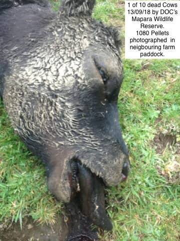 41674980_10156031239383732_8273555833413959680_n (1)