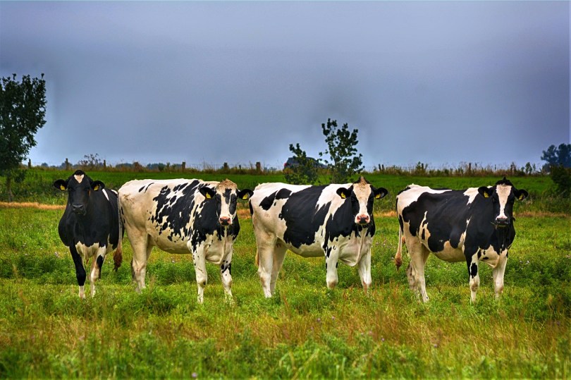 cows in pasture