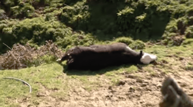 With an estimated 158 stock deaths pa in NZ, DoC’s proposed independent review of the Waikato 1080 drop that killed 8 cows is rare indeed