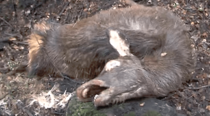 In 2007 an International Animal Welfare Journal published a RSPCA paper by Dr M Sherley deeming that: “1080 IS NOT A HUMANE POISON”