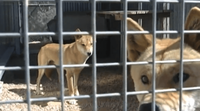 In Australia 1080 is killing native dingo & other non target species with no warning of drops (the GrafBoys)