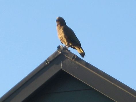 45023251_10213440006859452_8559296215160717312_o