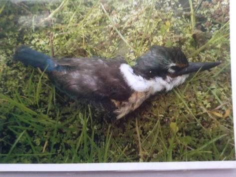 paws for a cause 2.jpg