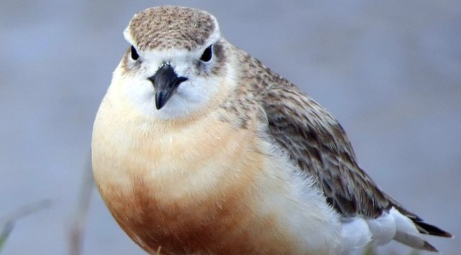 In 2004 the authorities killed almost 60% of an already endangered resident dotterel population with brodifacoum poison