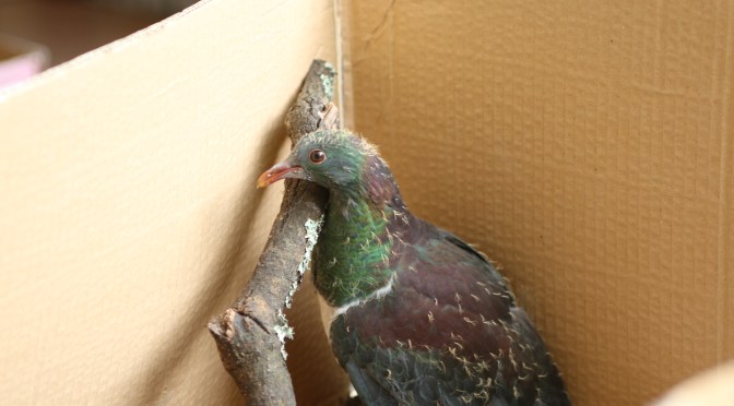 There has been a recent spate of animal & bird poisonings on Auckland’s North Shore