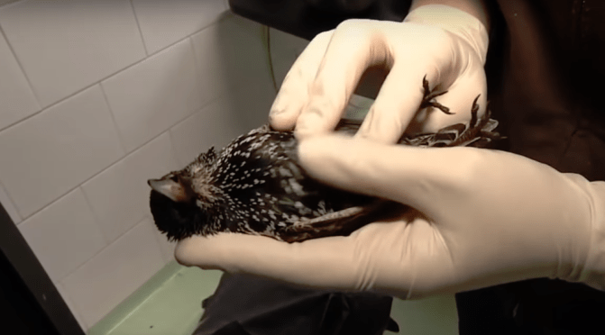 During a 5G test in the Netherlands 100s of birds fall from the sky