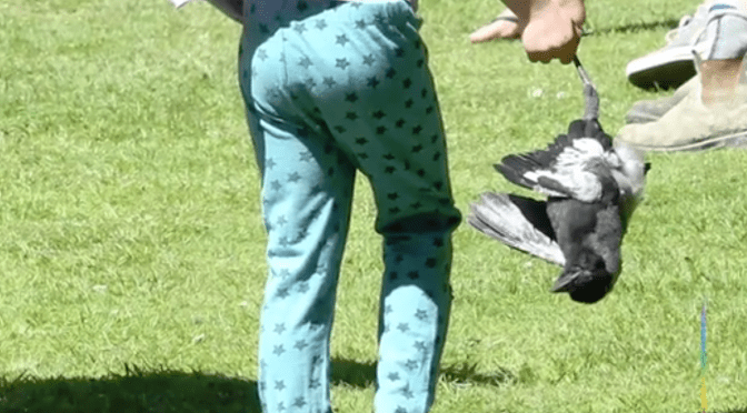 Our poisoning obsession is garnering attention at a US psychology blog …”New Zealand’s war on wildlife uses youngsters to reach their shameful goal”