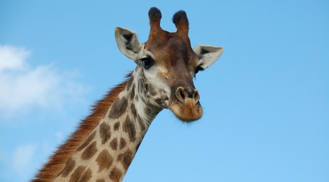 Giraffe subspecies listed as ‘critically endangered’ for first time