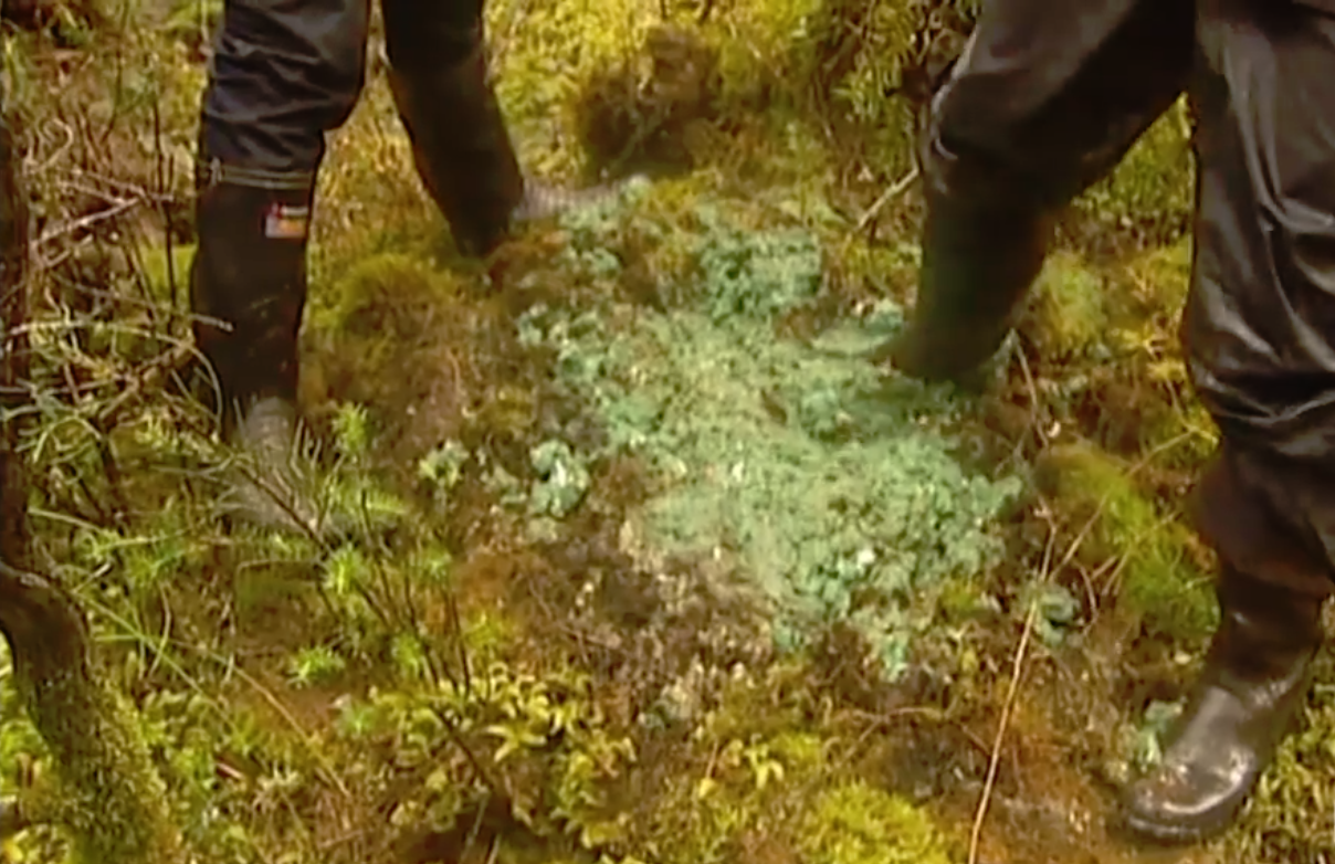 stewart 75 kg dumped.png