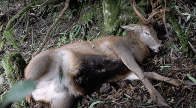 DEER POISONED WITH 1080 can experience exploded internal organs, they tear open their own stomachs with their antlers, blood oozes from eyes & nose & their eyes pop out