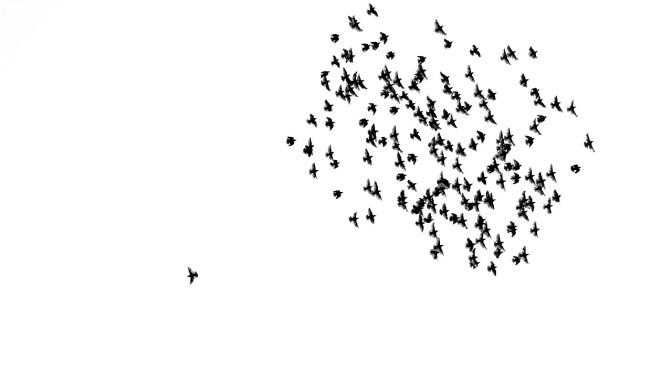 Birds observed dropping out of the sky in Auckland NZ – mass creature die-offs are now a daily event globally