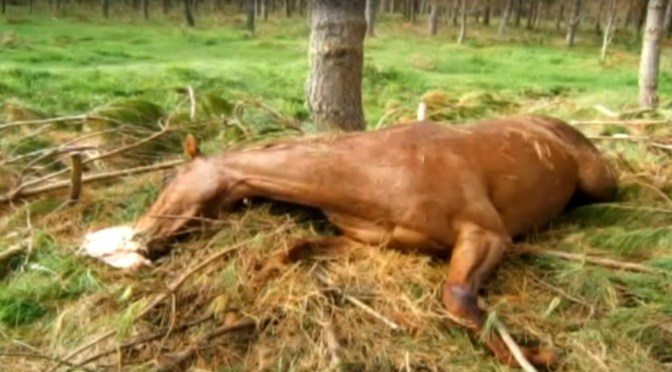A bungled 2009 aerial 1080 drop in Turangi killed 4 horses