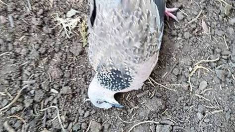 new-zealand-bids-fall-from-sky