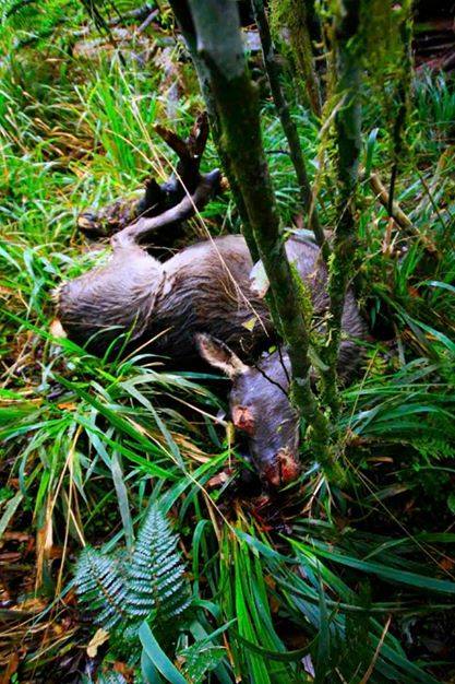 inhumane-death-by-1080