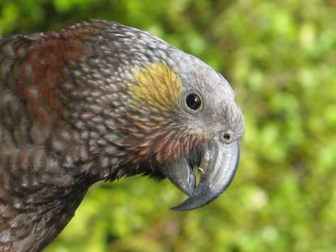 KAKA PHOTO. BIRDING NZ. SPECIES NRLY WIPED OUT BY 1080 IN HOLL VLY