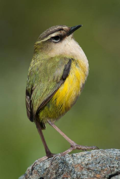 native-rock-wren-endangered
