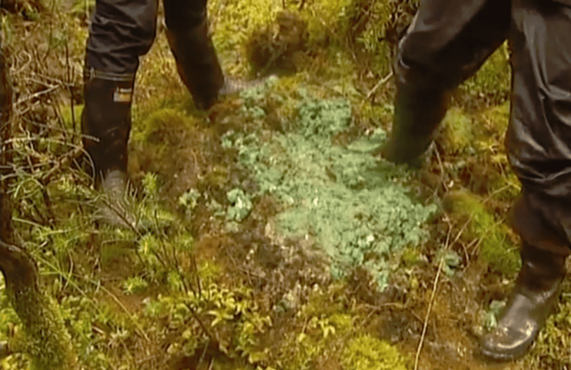 1080 trodden in ground stewart island