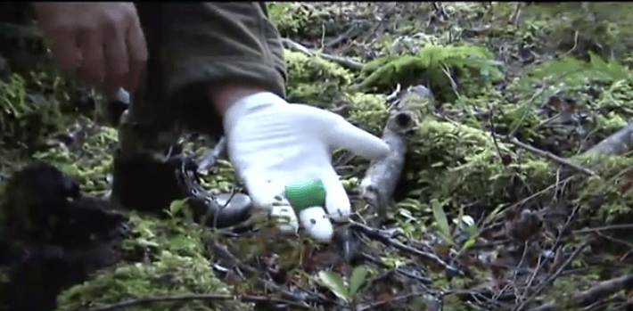 gloved hand with one 1080 pellet