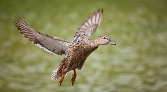 A duck shot in Nthn Southland contains what may well be a poison pellet – duck shooters beware