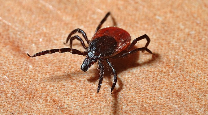 The Origin of Lyme Disease & Why It Eludes Treatment – Information You Weren’t Privy to