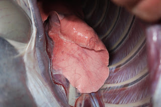 autopsy deer lung 2 low