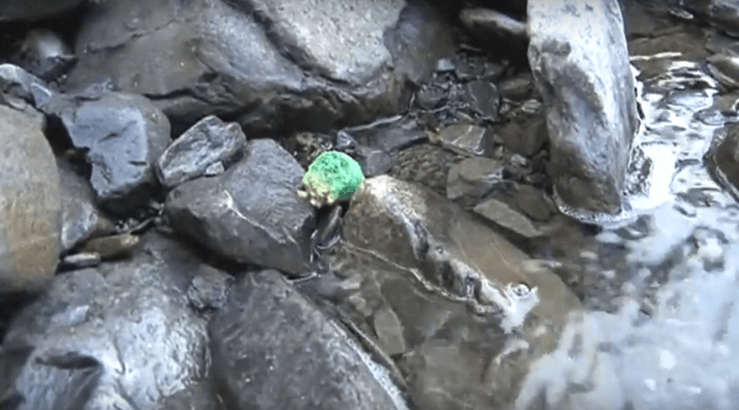 1080 IN WATER – AN EXPLANATION