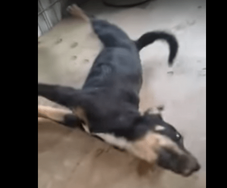 dog aussie vid.png