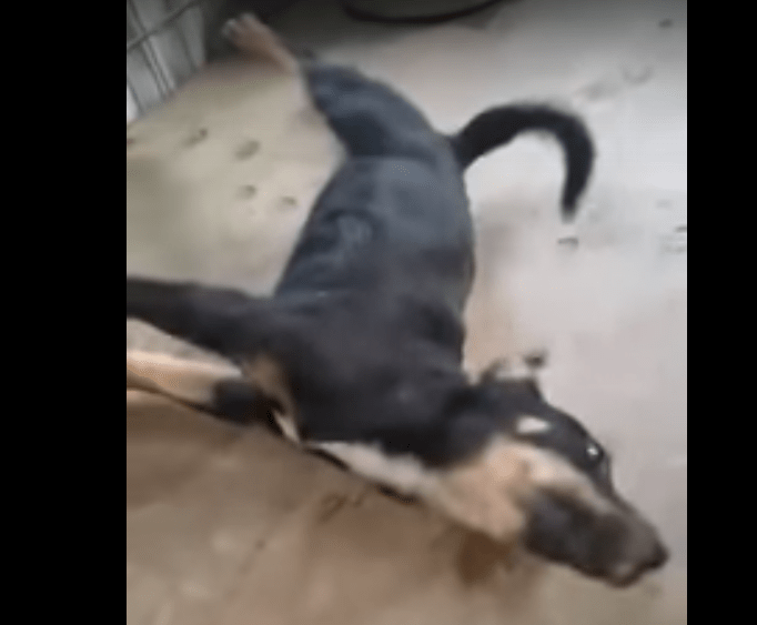 dog aussie vid.png