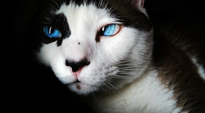 NZ’s Tokoroa is hiring a shooter to cull feral cats – watch out for your cat