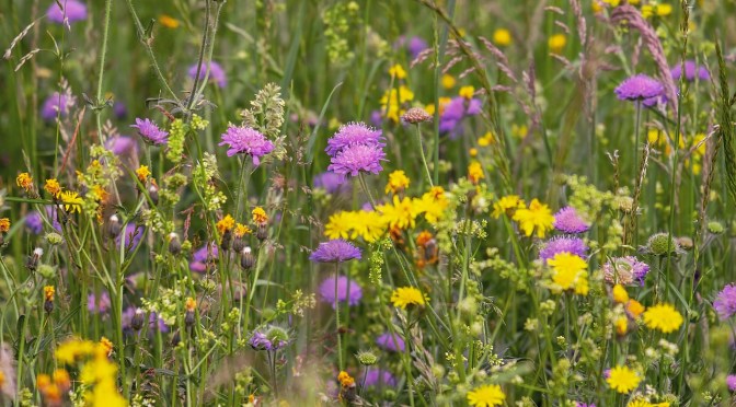 Do you have this ancient, cancer-fighting medicine growing in your yard? Commonly considered a weed now, most people try to eradicate it