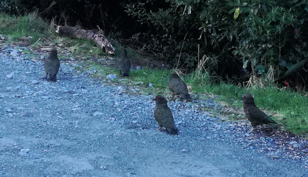 Kea in Milford Sound, down near Deep Water Basin May 2019 Photo Sacha Stevenson