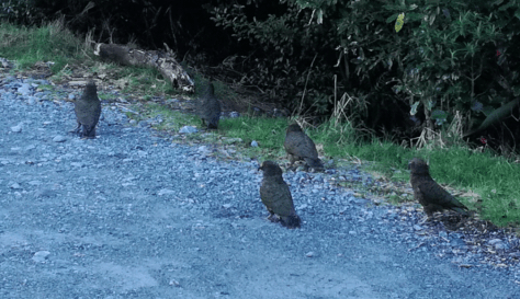 Kea in Milford Sound, down near Deep Water Basin May 2019 Photo Sacha Stevenson