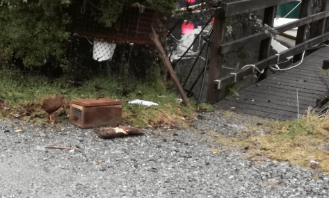 Weka at Deep Water Basin July 2019 Photo Sacha Stevenson
