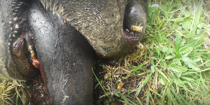 69564803_10157426719297822_493080512076709888_n