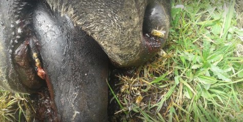 69564803_10157426719297822_493080512076709888_n