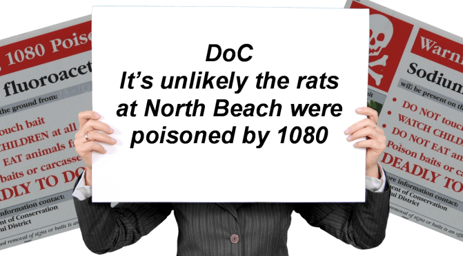 Although DoC said it’s ‘UNLIKELY’ the deaths of 600+ rats found at a Westport beach were caused by 1080, independent lab testing confirms they “ALMOST CERTAINLY” were (See timeline)