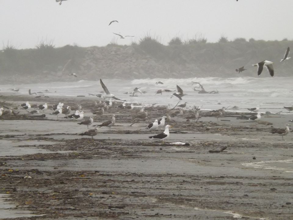 75375587_1269009789950313_4408714200549949440_n