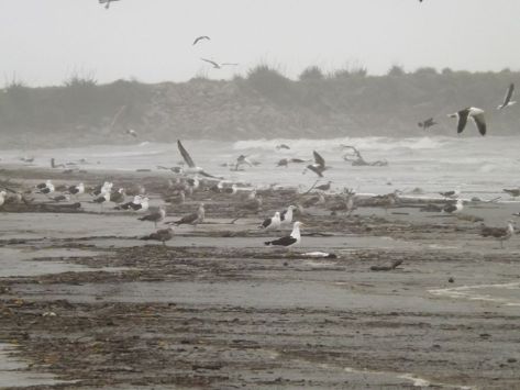 75375587_1269009789950313_4408714200549949440_n