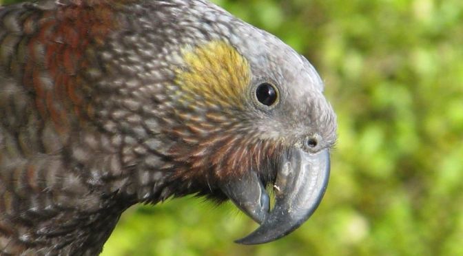 Autopsies suggest two native NZ kākā deaths at the Ōrokonui Ecosanctuary are due to poison from OSPRI bait stations