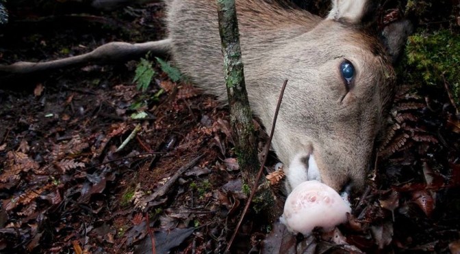 The North Beach weka that died of “unknown causes” had “both lungs exuding FROTHY PINK FLUID” consistent with 1080 poisoning