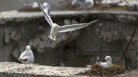 Hundreds of rare black-billed gulls have set up camp at the former PWC building site on Armagh St, in central Christchurch