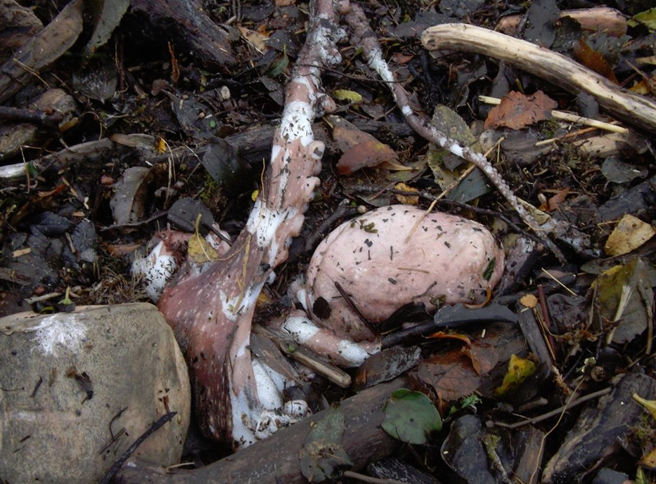 octopus found at north beach.png